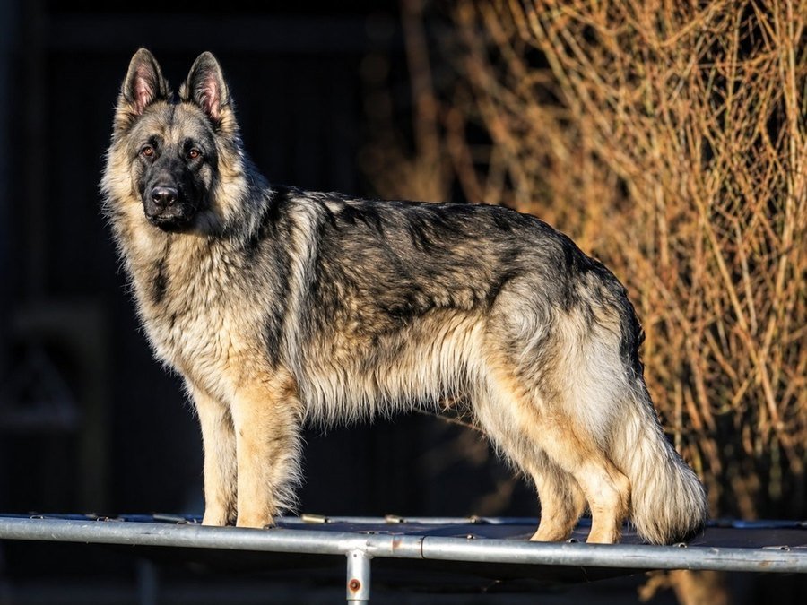 Aqua Andar Wolf
