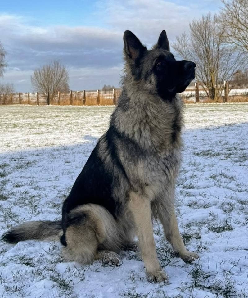 Aqua Andar Wolf - owczarek staroniemiecki w srebrnym umaszczeniu, zimą na wybiegu