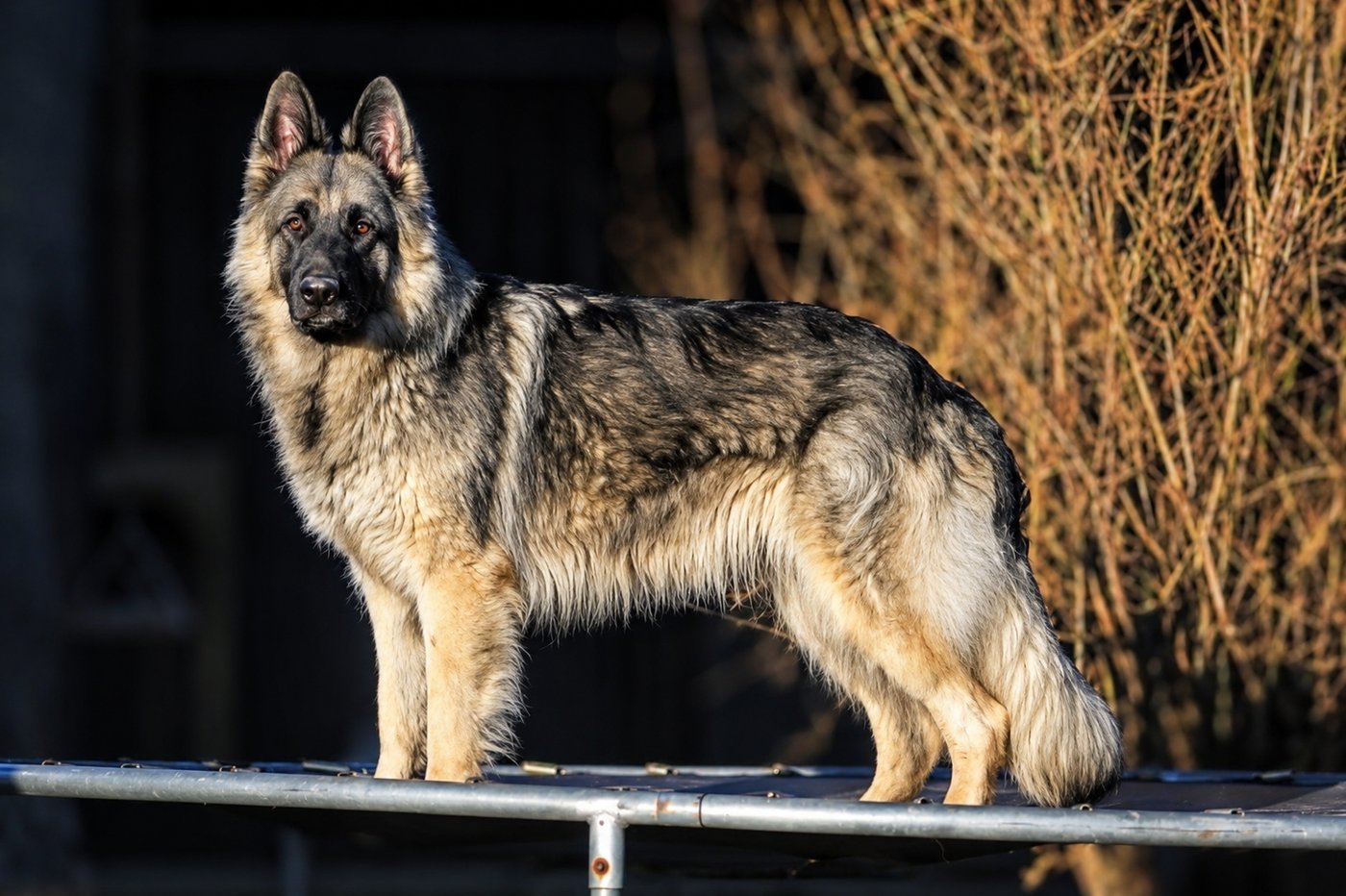 Aqua Andar Wolf — młoda suka owczarka staroniemieckiego z hodowli ANDAR WOLF