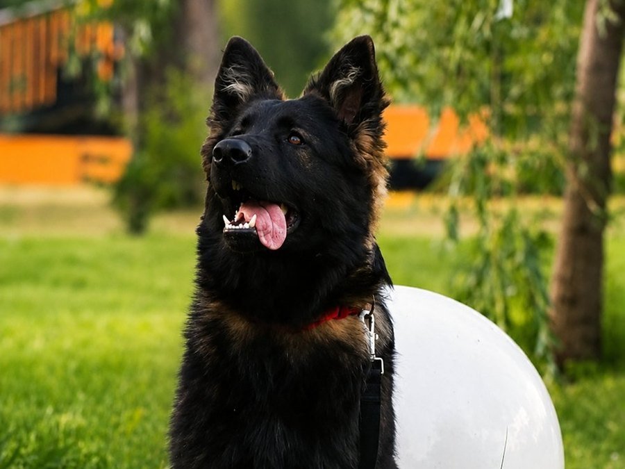 Szira 