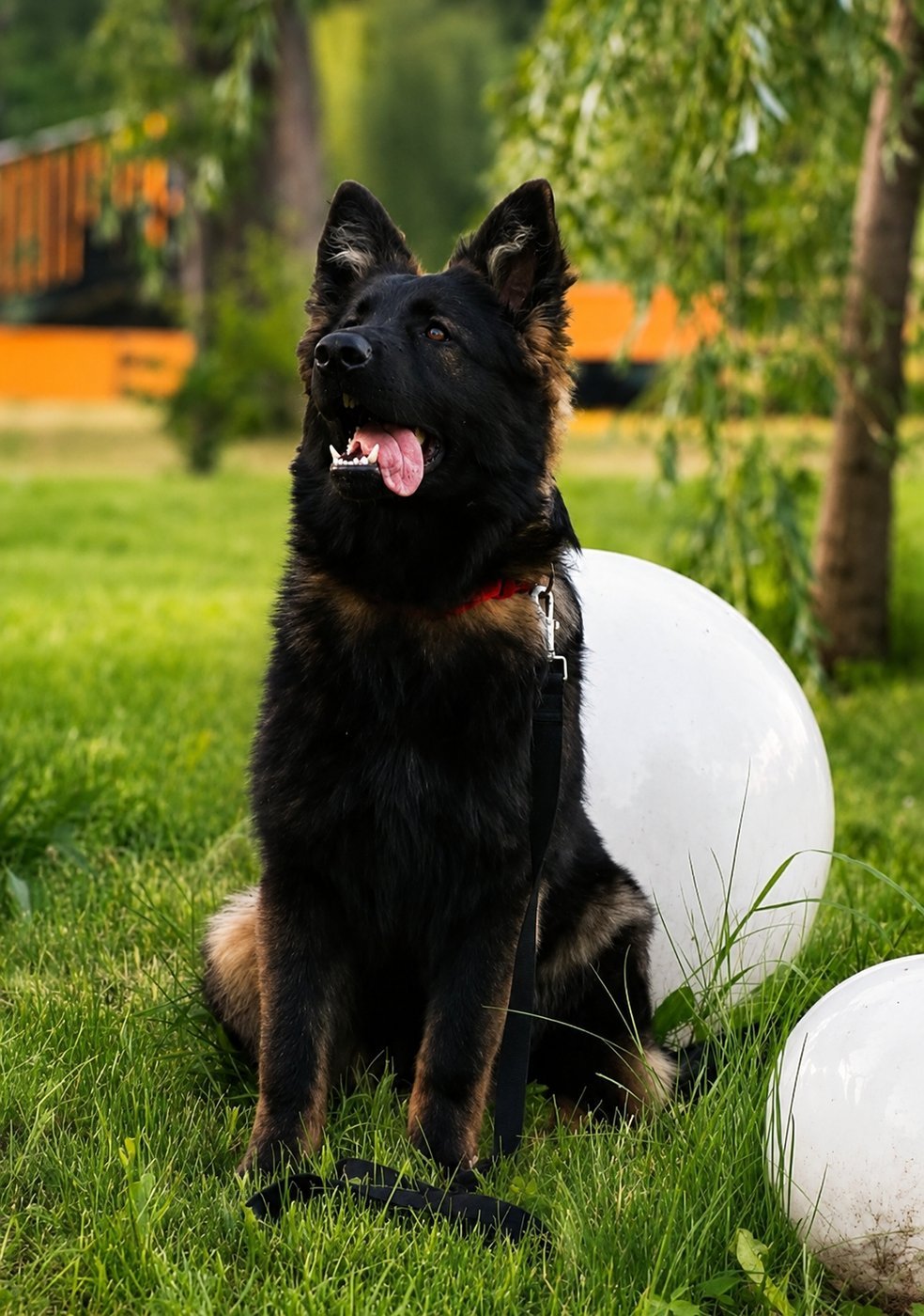 Szira — suka owczarka staroniemieckiego z linii DDR, hodowla ANDAR WOLF